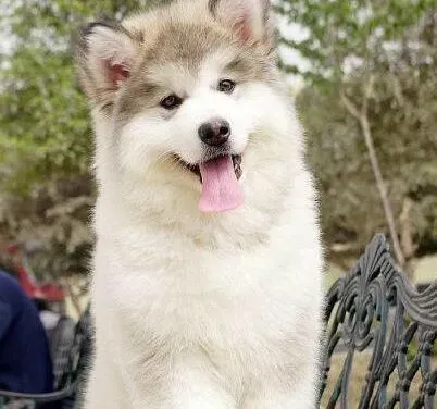 阿拉斯加犬|阿拉斯加雪橇犬眼睛红，有眼屎应如何医治