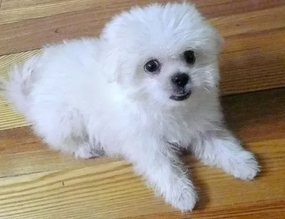 马尔济斯|训练马尔济斯犬睡在笼子里面的好处以及训练方法