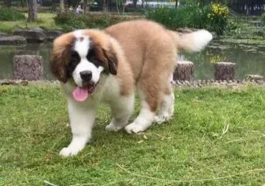 圣伯纳犬|圣伯纳犬吃的很多，但越来越瘦是为什么
