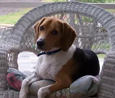 树丛浣熊猎犬怎么训练 通常的训练手段 | 树丛浣熊猎犬