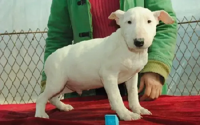 牛头梗|牛头梗患上犬瘟该如何医治，求解答