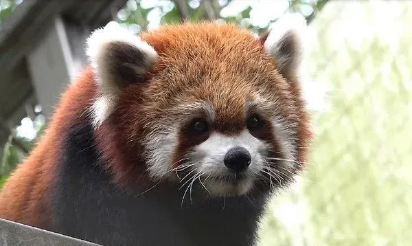 天冷活动力更旺盛 熊猫宝宝在带领下户外体验世界 | 熊猫