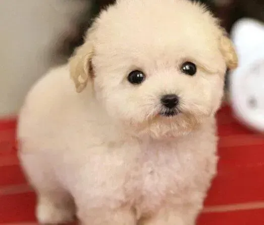 贵宾犬|贵宾犬外出期间总兴奋是为什么 求解答