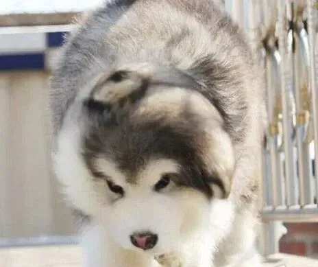 阿拉斯加犬|阿拉斯加犬打完针后后腿站不起来了什么原因