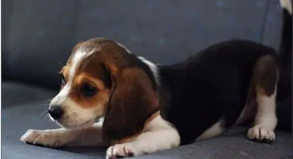 比格犬|如何制止比格犬过度的撒娇粘人