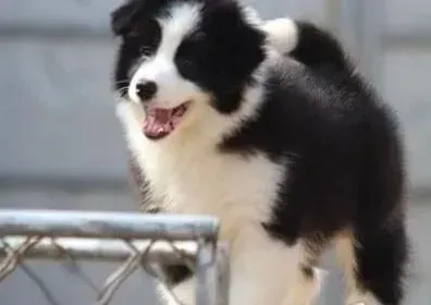 边境牧羊犬|边境牧羊犬不吃东西拉稀是怎么了