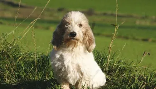 贝吉格里芬凡丁犬的性格    温和独立受欢迎 | 贝吉格里芬凡丁犬