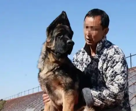 德国牧羊犬|训练德国牧羊犬应该持有的态度很关键