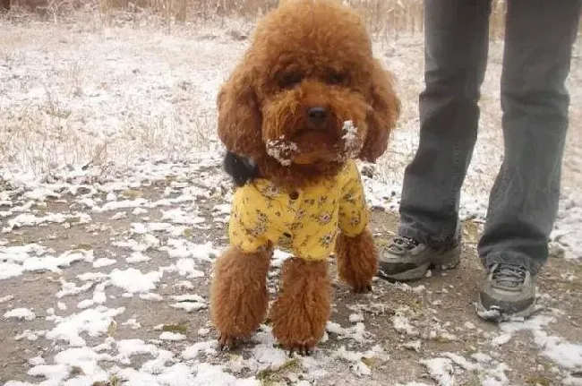 贵宾犬|专业常识 春季护理贵宾犬的几大要点