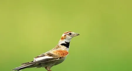 百灵鸟怎么养 百灵鸟饲养方法 | 