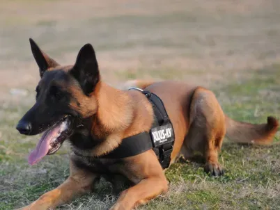 比利时牧羊犬的性格 该犬勇敢机警 | 比利时牧羊犬