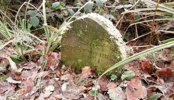 幸福兔兔墓碑发现在树林 130年后被后世人缅怀 | 兔