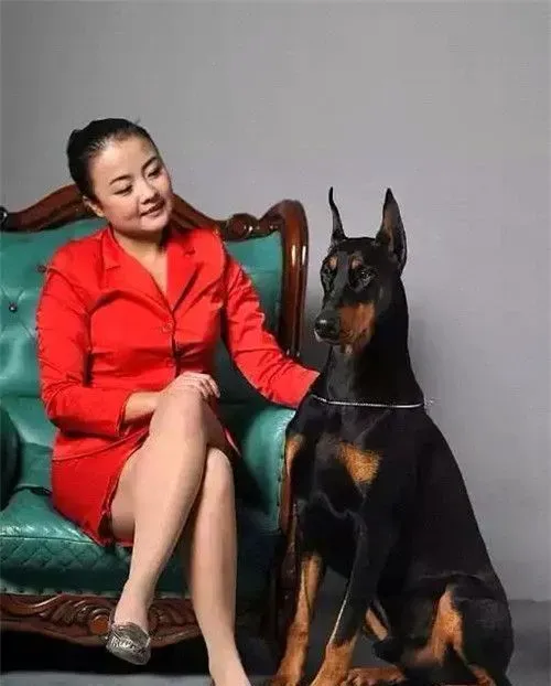 杜宾犬的优点和缺点 杜宾犬机敏反应更快 | 杜宾犬