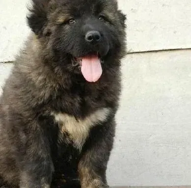 高加索犬|高加索犬吃什么食物才能让它胖点