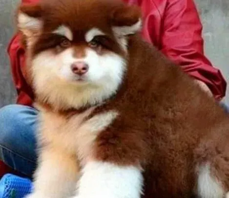 阿拉斯加犬|作为一个上班族应该怎样养好阿拉斯加犬呢