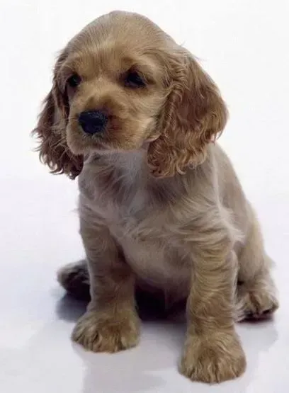 可卡犬|奖罚得宜训练可卡犬会事半功倍