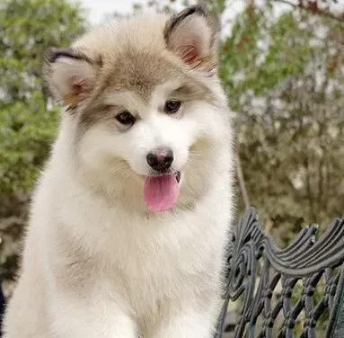 阿拉斯加犬|雌性的阿拉斯加雪橇犬会更加的容易掉毛吗
