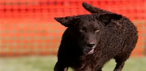 卷毛寻回犬体型 公犬的高度在63到68厘米 | 卷毛寻回犬