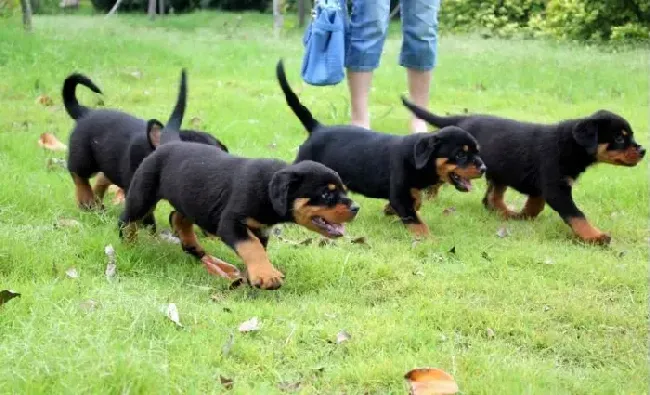 罗威纳犬|罗威纳犬洗完澡不活跃是着凉了么