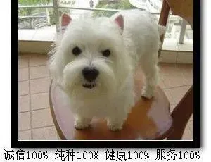西高地|西高地在发情期会表现出哪些举动