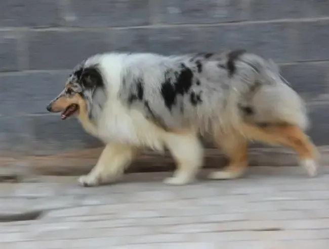 苏格兰牧羊犬|苏格兰牧羊犬突然什么也不吃了怎么办