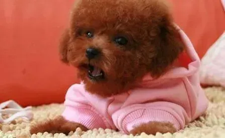 泰迪犬|三个月的泰迪犬适合吃什么狗粮 求解答