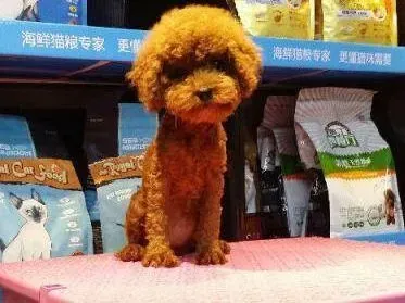 贵宾犬|贵宾犬总爱往人身上扑，求训练方法