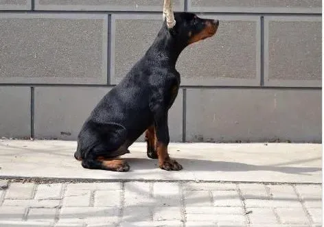 杜宾犬|让杜宾犬远离寄生虫的小妙招