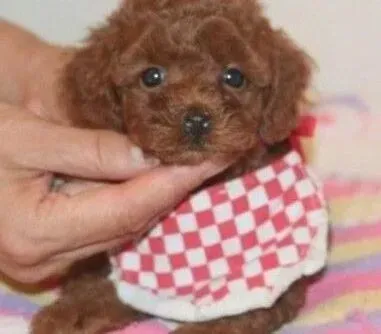 贵宾犬|贵宾犬经常吐黄水是什么不良反应
