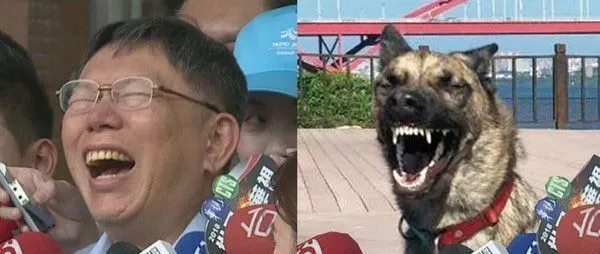 你也太像柯文哲了吧！汪汪撞脸柯文哲的招牌表情 | 狗