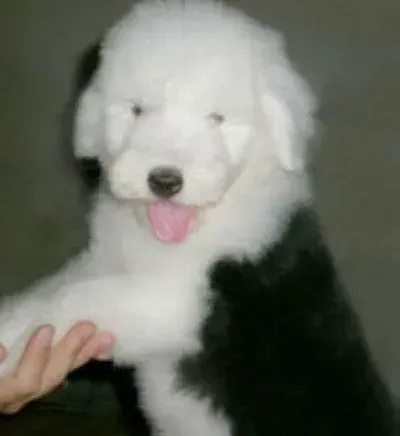 古代牧羊犬|古代牧羊犬吃牛油果后拉稀了应怎么办