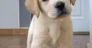 拉布拉多|拉布拉多犬身上出现螨虫了有方法去除吗