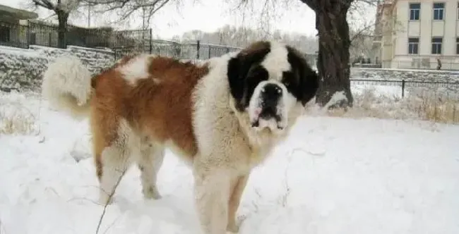 圣伯纳犬|炎热的夏季 圣伯纳犬容易患上哪两种疾病