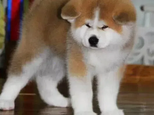 秋田犬|秋田犬受凉感冒了该吃点什么药治疗