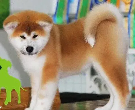 秋田犬|怎样保证秋田犬的日常饮食是最合理的