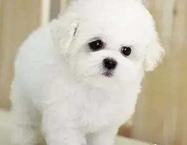 比熊犬|冬季与比熊犬动起来吧