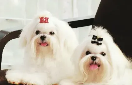 漂亮的小型犬 典型特征是被毛美丽 | 犬