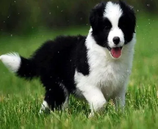 边境牧羊犬|怎样照顾好怀孕中的边境牧羊犬