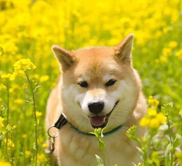 柴犬鼻子有声音 柴犬鼻子哼哧哼哧的怎么回事 | 柴犬