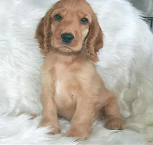 可卡犬|可卡犬喜欢胡乱吠叫吗