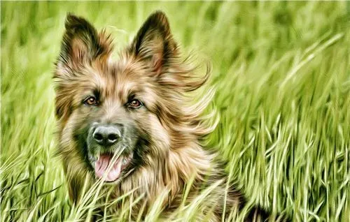 德国牧羊犬训练方法和步骤 可以用诱发引导来训练 | 德国牧羊犬