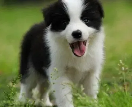边境牧羊犬|边境牧羊犬翻脸咬人的原因有哪些