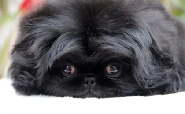 京巴狗|美容教程之如何给京巴犬顺利染发