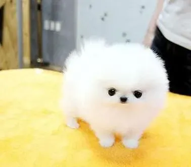 博美犬|用弯头平剪为博美犬理发不会剪伤博美犬的皮肤