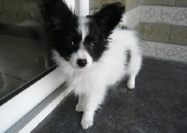 蝴蝶犬|怎样让蝴蝶犬变乖