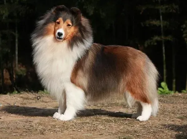 喜乐蒂|第一次饲养喜乐蒂犬时洗澡容易犯的错误
