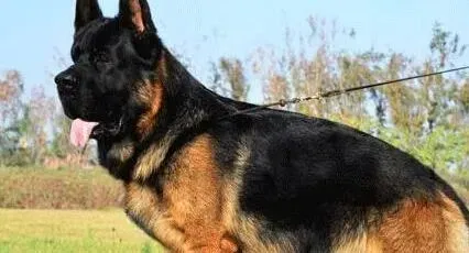 德国牧羊犬|如何判断德国牧羊犬是否缺钙 怎么补钙