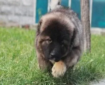高加索犬|高加索犬患上犬瘟热，有方法治疗好它吗