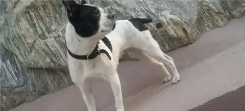 波士顿梗和法斗哪个好 波士顿梗和法斗的区别 | 波士顿梗