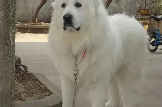大白熊犬|详细讲解大白熊犬牵引绳的作用以及佩带要点